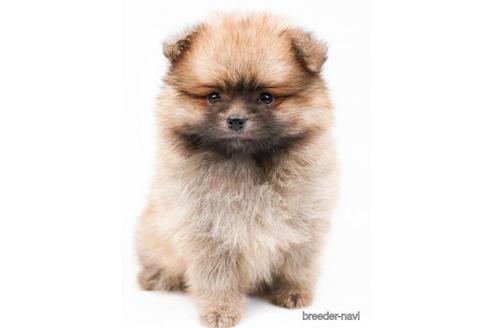 成約済の千葉県のポメラニアン-180633